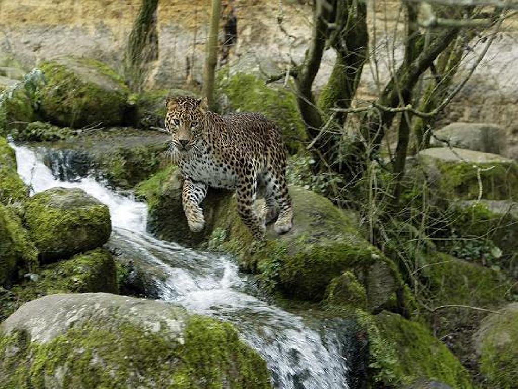 149 BIO PARC DE DOUE LA FONTAINE 3- 2016_000016.jpg